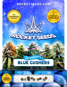 Blue Gushers Strain Feminized Marijuana Seeds