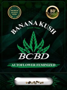 Banana Kush Autoflowering Feminized Marijuana Seeds