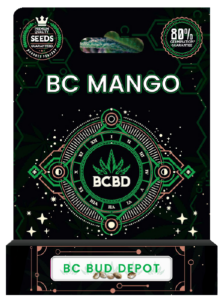 BC Mango Strain Regular Marijuana Seeds