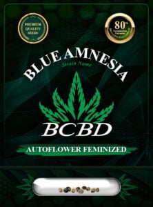 Blue Amnesia Strain Autoflowering Feminized Marijuana Seeds