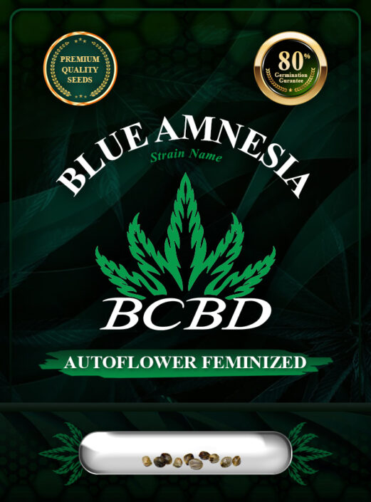 Blue Amnesia Strain Autoflowering