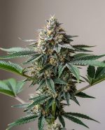Blue Cookies Strain