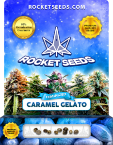 Caramel Gelato Strain Feminized Marijuana Seeds