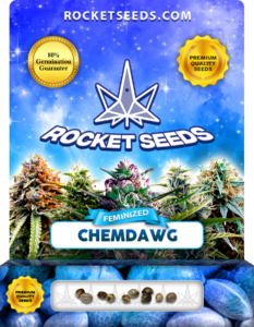 Chemdawg Strain Feminized Marijuana Seeds