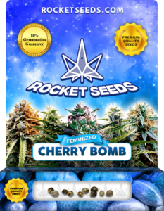 Cherry Bomb Strain Feminized Marijuana Seeds