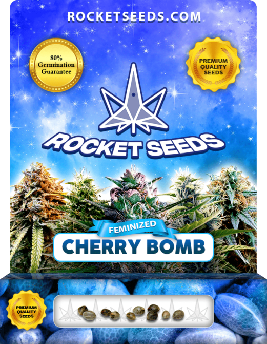 Cherry Bomb Strain Feminized