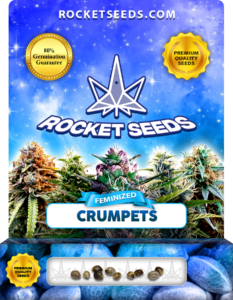 Crumpets Strain Feminized Marijuana Seeds