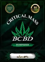 Critical Mass Strain Feminized Marijuana Seeds