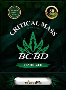 Critical Mass Strain Feminized Marijuana Seeds