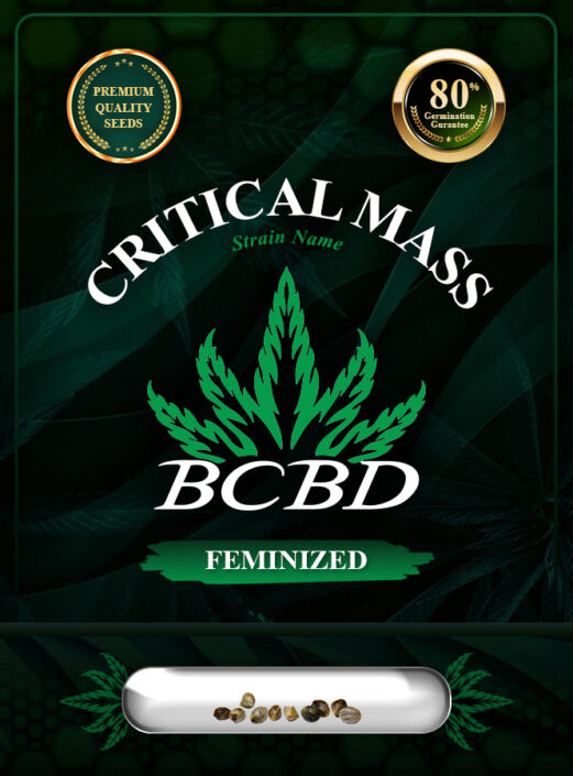 Critical Mass Strain Feminized