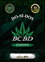 BCBD Do-Si-Dos Strain Feminized Marijuana Seeds