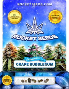 Grape Bubblegum Strain Feminized Marijuana Seeds