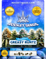 Greasy Runtz Strain Feminized Marijuana Seeds