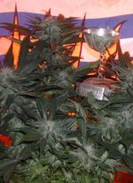 God Bud Strain