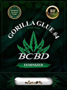 Gorilla Glue #4 Strain Feminized Marijuana Seeds