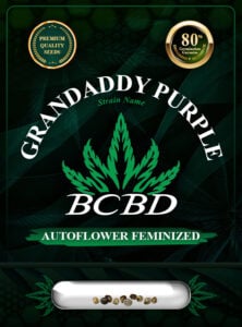 Grandaddy Purple Strain Autoflowering Feminized Marijuana Seeds