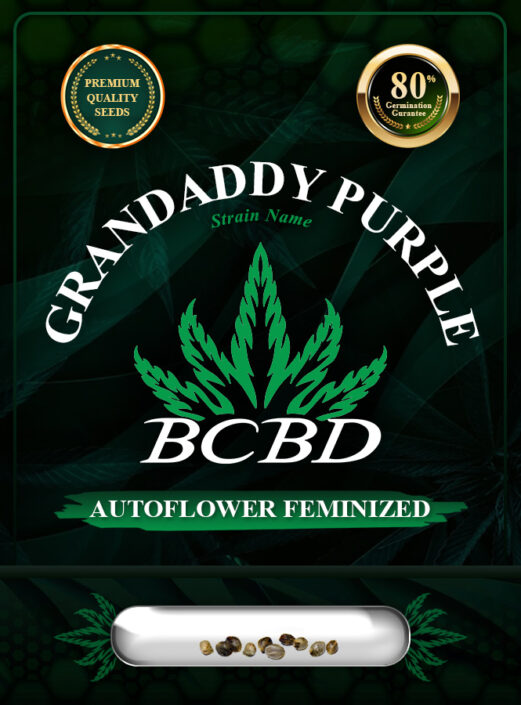 Grandaddy Purple Strain Autoflowering