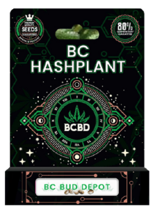 BC Hashplant Strain Feminized Marijuana Seeds