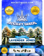 Lavender Jones Strain Feminized Marijuana Seeds