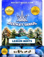 Lemon Mints Strain Feminized Marijuana Seeds