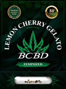 Lemon Cherry Gelato Strain Feminized Marijuana Seeds