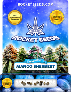 Mango Sherbert Strain Feminized Marijuana Seeds