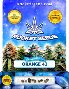 Orange 43 Strain Feminized Marijuana Seeds