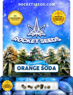 Orange Soda Strain Feminized Marijuana Seeds