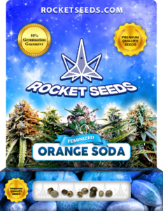 Orange Soda Strain Feminized Marijuana Seeds
