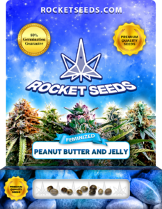 Peanut Butter and Jelly Strain Feminized Marijuana Seeds