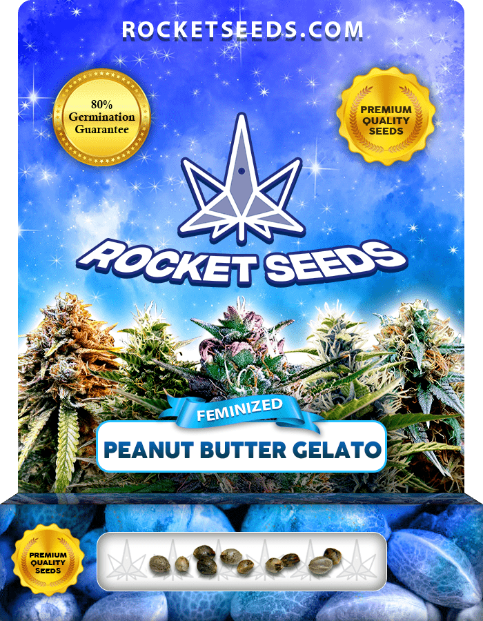 Peanut Butter Gelato Strain Feminized Marijuana Seeds