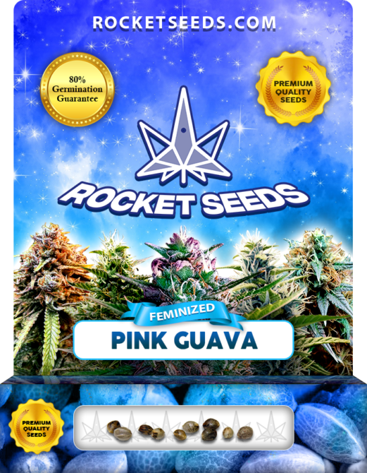 Pink Guava Strain Feminized