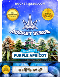 Purple Apricot Strain Feminized Marijuana Seeds