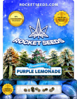 Purple Lemonade Strain Feminized Marijuana Seeds