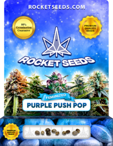 Purple Push Pop Strain Feminized Marijuana Seeds