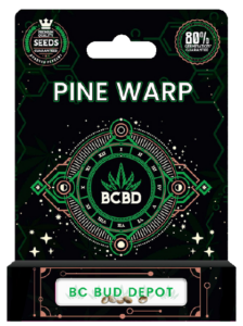 BC Pine Warp Strain Feminized Marijuana Seeds