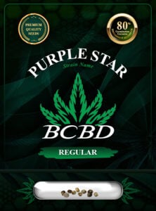 BC Purple Star Strain Regular Marijuana Seeds