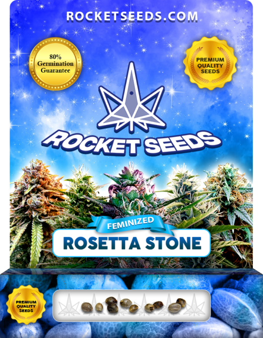 Rosetta Stone Strain Feminized