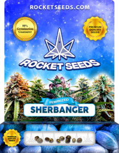 Sherbanger Strain Feminized Marijuana Seeds