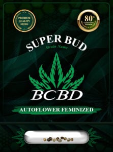 Super Bud Strain Autoflowering Feminized Marijuana Seeds