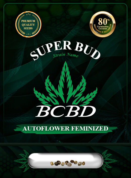 Super Bud Strain Autoflowering