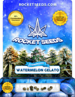 Watermelon Gelato Strain Feminized Marijuana Seeds