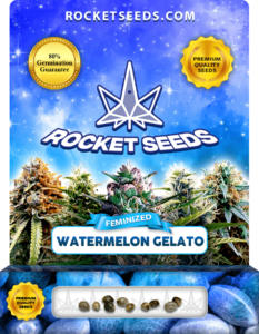 Watermelon Gelato Strain Feminized Marijuana Seeds