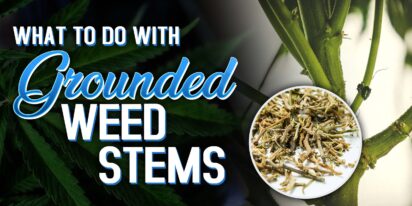 Grounded Weed Stems