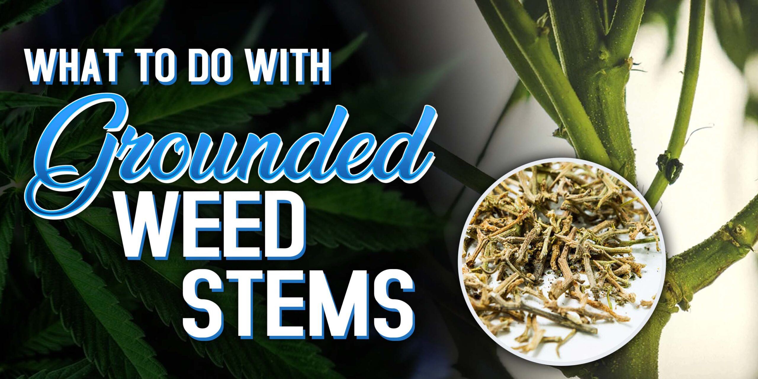 Grounded Weed Stems