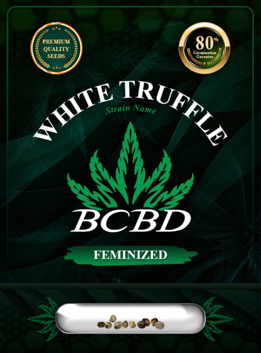 White Truffle Strain Feminized