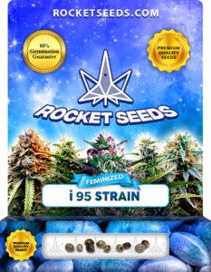 i 95 Strain Feminized Marijuana Seeds