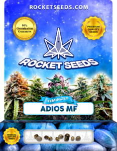 Adios MF Strain Feminized Marijuana Seeds