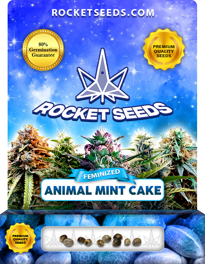 Animal Mint Cake Strain Feminized Marijuana Seeds