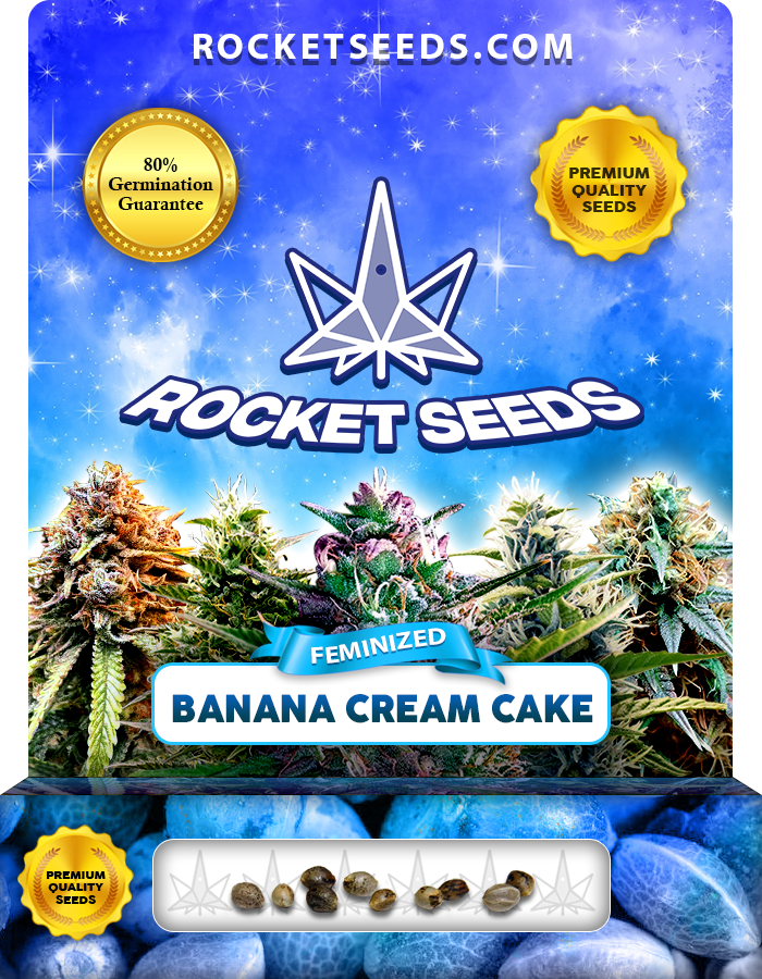 Banana Cream Cake Strain Feminized Marijuana Seeds